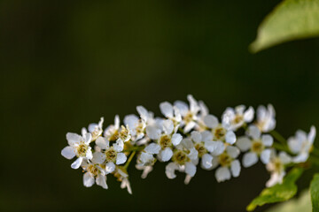 Naklejka na ściany i meble Bird cherry blossom close-up in spring White flowers beautiful