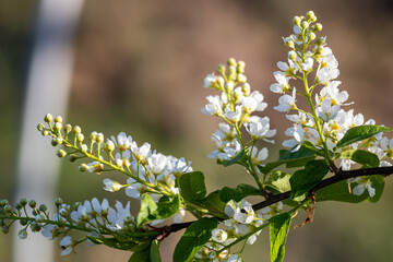 Bird cherry tree. Prunus padus.