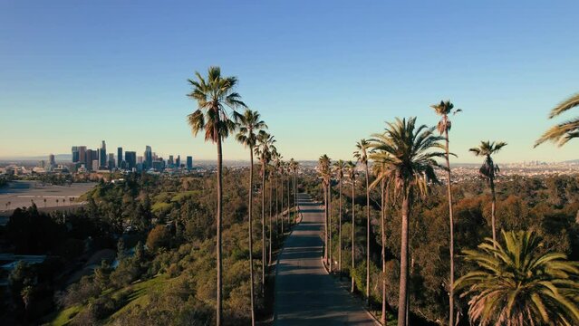 Aerial drone view of LA Downtown and palm trees,Elysian Park, Los Angeles, California, United States of America, North America