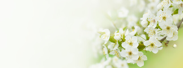 Fototapeta premium Beautiful branches of blossoming cherries. Beautiful abstract spring background. Banner. Copy space