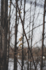 a walk in the winter forest