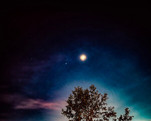 Obraz na płótnie Canvas night sky and tree