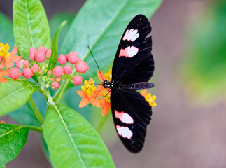 Papillon