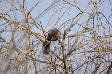 squirrel on a tree
