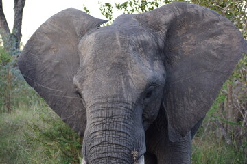 Elephant close up shot
