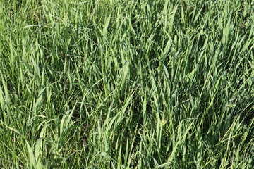 green grass background