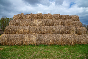 A wall of rolls of harvested hay on the field. Russia