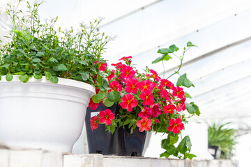 Annual flowers in pots in a store. Red calibrachoa flowers in pot in a greenhouse. Sale of flowers.