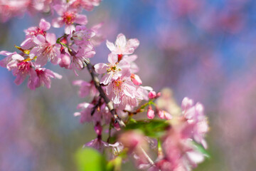 Blooming cherry blossom during spring in Japan