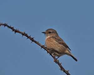 female European stonechat.