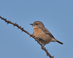 female European stonechat.