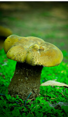 Beautiful giant mushroom in the jungle with natural view backgrounds selective focus images