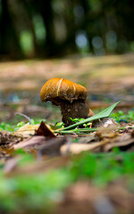 Beautiful yellow mushroom in the jungle with natural view backgrounds selective focus images