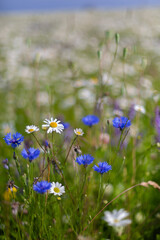 Fototapeta na wymiar Field of daisies and wild flowers