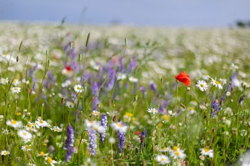 Fotobehang Field of poppies, daisies and wild flowers © David
