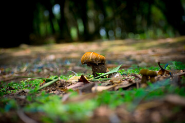 Beautiful yellow mushroom in the jungle with natural view backgrounds selective focus images