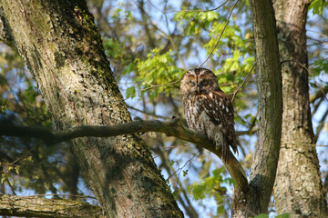 Tawny Owl hidden among the branches