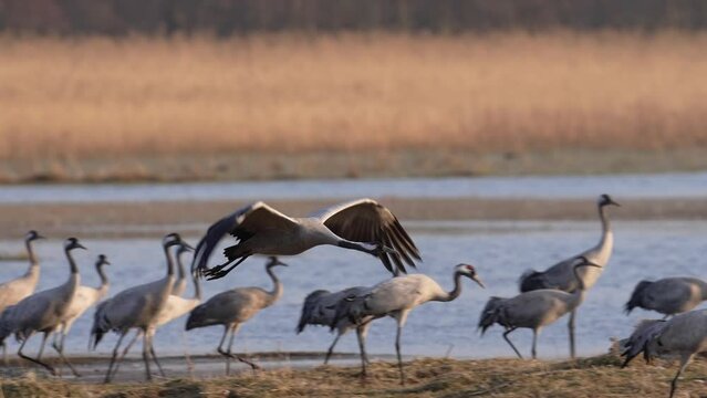 Common crane (Grus grus) in its natural habitat