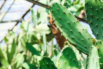 Green opuntia cactuses - houseplant and agriculture