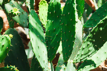 Green opuntia cactuses - houseplant and agriculture