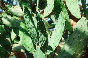 Close-up shot of cactuses at the garden