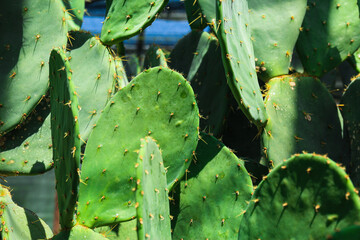Close-up shot of cactuses at the garden
