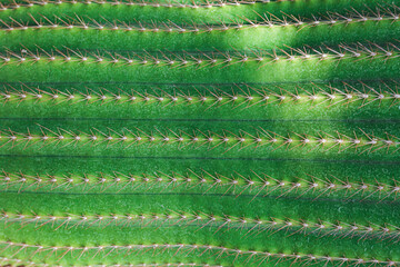 Close-up shot of cactuses at the garden