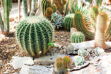 Different species of succulents and cactuses in greenhouse