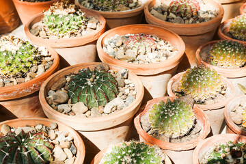 Different species of succulents and cactuses in greenhouse