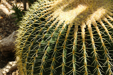 Close-up shot of cactuses at the garden