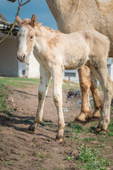 Horse and foal on a farm on a summer day.