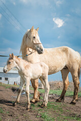 Obraz na płótnie Canvas Horse and foal on a farm on a summer day.