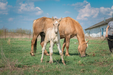 Horse and foal on a farm on a summer day.