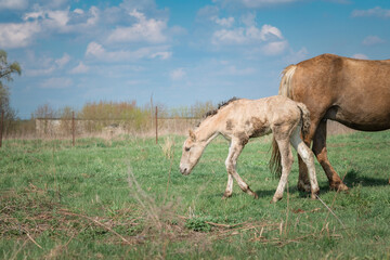 Horse and foal on a farm on a summer day.