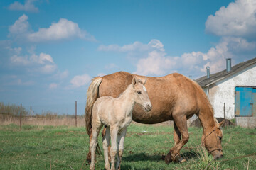 Naklejka na ściany i meble Horse and foal on a farm on a summer day.