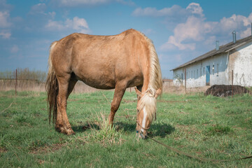 Horse and foal on a farm on a summer day.