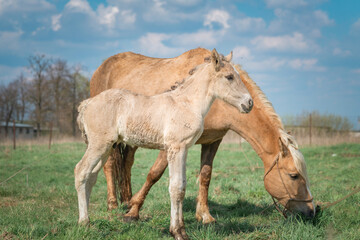 Obraz na płótnie Canvas Horse and foal on a farm on a summer day.