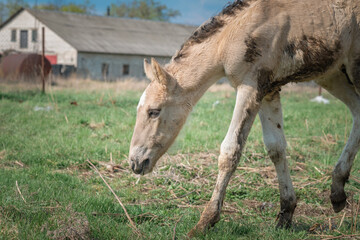 Horse and foal on a farm on a summer day.