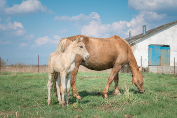 Obraz premium Horse and foal on a farm on a summer day.