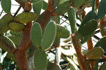 Green opuntia cactuses - houseplant and agriculture