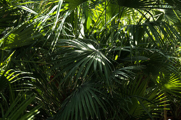 Obraz na płótnie Canvas Large foliage of tropical leaf with dark green texture, abstract nature background.