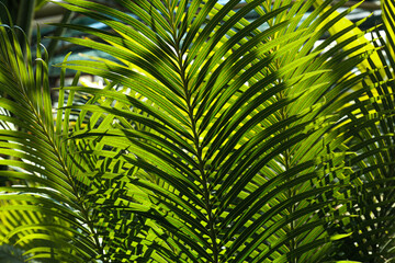 Large foliage of tropical leaf with dark green texture, abstract nature background.
