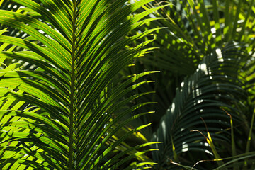 Naklejka na ściany i meble Large foliage of tropical leaf with dark green texture, abstract nature background.