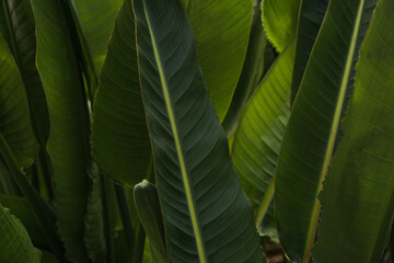 Large foliage of tropical leaf with dark green texture, abstract nature background.