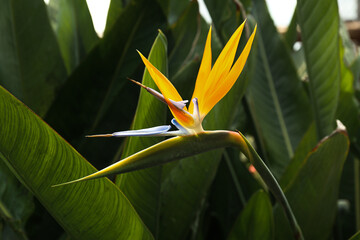 Close up of Bird of paradise flower