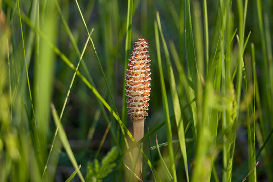 A spore-bearing shoot of the horsetail Equisetum arvense. Sporiferous spikelet of field horsetail in spring. Controversial cones of horsetail