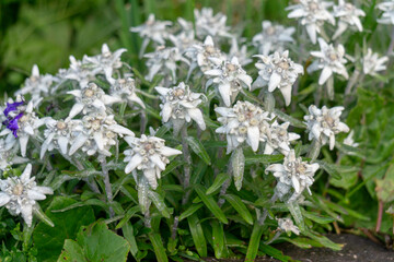 Edelweiss, a rare protected mountain flower.