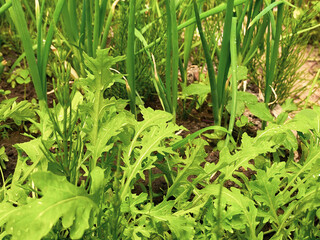 Green garden grass arugula and onion grow in ground