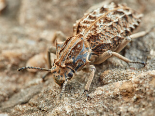 Strange armored beetle the same color as the rocks. Genus Sepidium. 