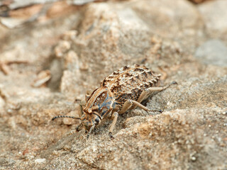 Strange armored beetle the same color as the rocks. Genus Sepidium. 